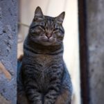 animal, cat, pet, nature, mammal, feline, stray