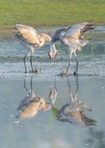 Pair of sandhill cranes with reflections in a serene wetland environment.