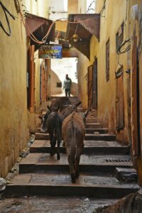 Charming scene of donkeys and a person in a narrow Fès street.