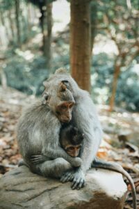 A tender moment between a mother and baby macaque in their natural habitat.