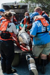 Volunteers assist in dolphin rescue in Massachusetts on a bright day.