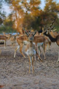 A herd of antelope graze peacefully in their natural habitat surrounded by trees.